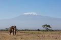 Bull Elephant with Kilimanjaro in background, Amboseli, Kenya