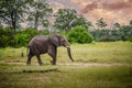 Bull elephant, loxodonta africana Royalty Free Stock Photo