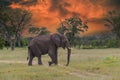 Bull elephant, loxodonta africana Royalty Free Stock Photo