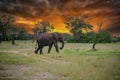 Bull elephant, loxodonta africana Royalty Free Stock Photo