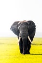 Bull elephant, loxodonta africana, in the grasslands of Amboseli National Park, Kenya Royalty Free Stock Photo