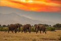 Bull elephant, loxodonta africana Royalty Free Stock Photo