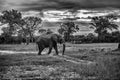 Bull elephant, loxodonta africana Royalty Free Stock Photo