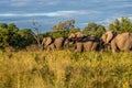 Bull elephant, loxodonta africana Royalty Free Stock Photo