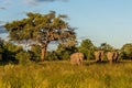 Bull elephant, loxodonta africana, Royalty Free Stock Photo