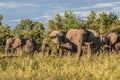 Bull elephant, loxodonta africana, in the grasslands of Amboseli National Park, Kenya Royalty Free Stock Photo