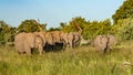 Bull elephant, loxodonta africana, in the grasslands of Amboseli National Park, Kenya. Royalty Free Stock Photo