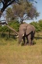 Bull elephant, loxodonta africana, Royalty Free Stock Photo