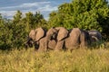 Bull elephant, loxodonta africana, Royalty Free Stock Photo