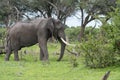 A Bull elephant with massive tusks Royalty Free Stock Photo