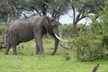 A Bull elephant with massive tusks