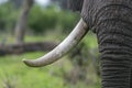 A Bull elephant with massive tusks Royalty Free Stock Photo