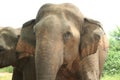 Bull elephant Royalty Free Stock Photo