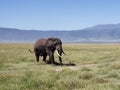 Bull Elephant in Ngorongoro Crater, Tanzania Royalty Free Stock Photo