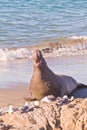 A bull elephant seal baying at sea gulls on a sandy California beach Royalty Free Stock Photo