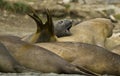 Bull Elephant Seals attempting to sleep.