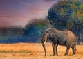 Bull elephant standing on the open plains in South Luangwa National Park Royalty Free Stock Photo