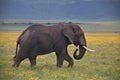 Elephant Bull walking through the Crater Royalty Free Stock Photo