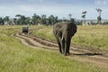 Bull elephant walking on road with safari vehicle, Kenya