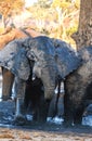 Bull elephant at waterhole