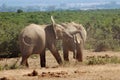 Bull elephants fighting Royalty Free Stock Photo