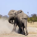 Bull Elephants Fighting - Botswana Royalty Free Stock Photo