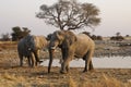 Bull elephants at waterhole, Etosha, Namibia Royalty Free Stock Photo