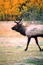 Bull Elk 02 Royalty Free Stock Photo