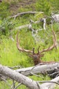 Bull Elk Royalty Free Stock Photo