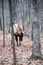 Bull elk Royalty Free Stock Photo