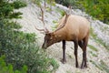 Bull Elk Royalty Free Stock Photo