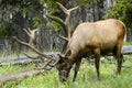 Bull Elk Royalty Free Stock Photo