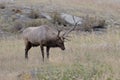 Bull elk