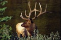 Bull Elk - Cervus canadensis Royalty Free Stock Photo