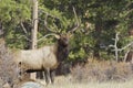 Bull Elk