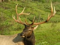 Bull Elk Royalty Free Stock Photo