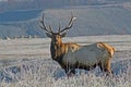 Bull Elk