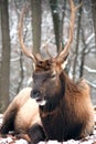 Bull elk Royalty Free Stock Photo