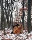 Bull elk Royalty Free Stock Photo