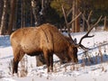 Bull elk, Banff National Park Royalty Free Stock Photo