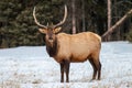 Bull elk in Banff National Park in winter Royalty Free Stock Photo