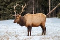 Bull elk in Banff National Park in winter Royalty Free Stock Photo