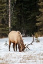 Bull elk in Banff National Park in winter Royalty Free Stock Photo