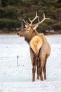 Bull elk in Banff National Park in winter Royalty Free Stock Photo