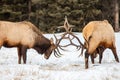 Bull elk in Banff National Park in winter Royalty Free Stock Photo