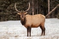 Bull elk in Banff National Park in winter Royalty Free Stock Photo