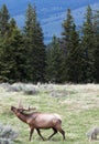 Bull elk bugling in a meadow