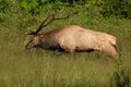 Bull Elk Running Royalty Free Stock Photo