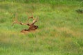 Bull Elk and Brown-headed Cowbirds