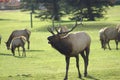 Bull elk bugle Royalty Free Stock Photo
